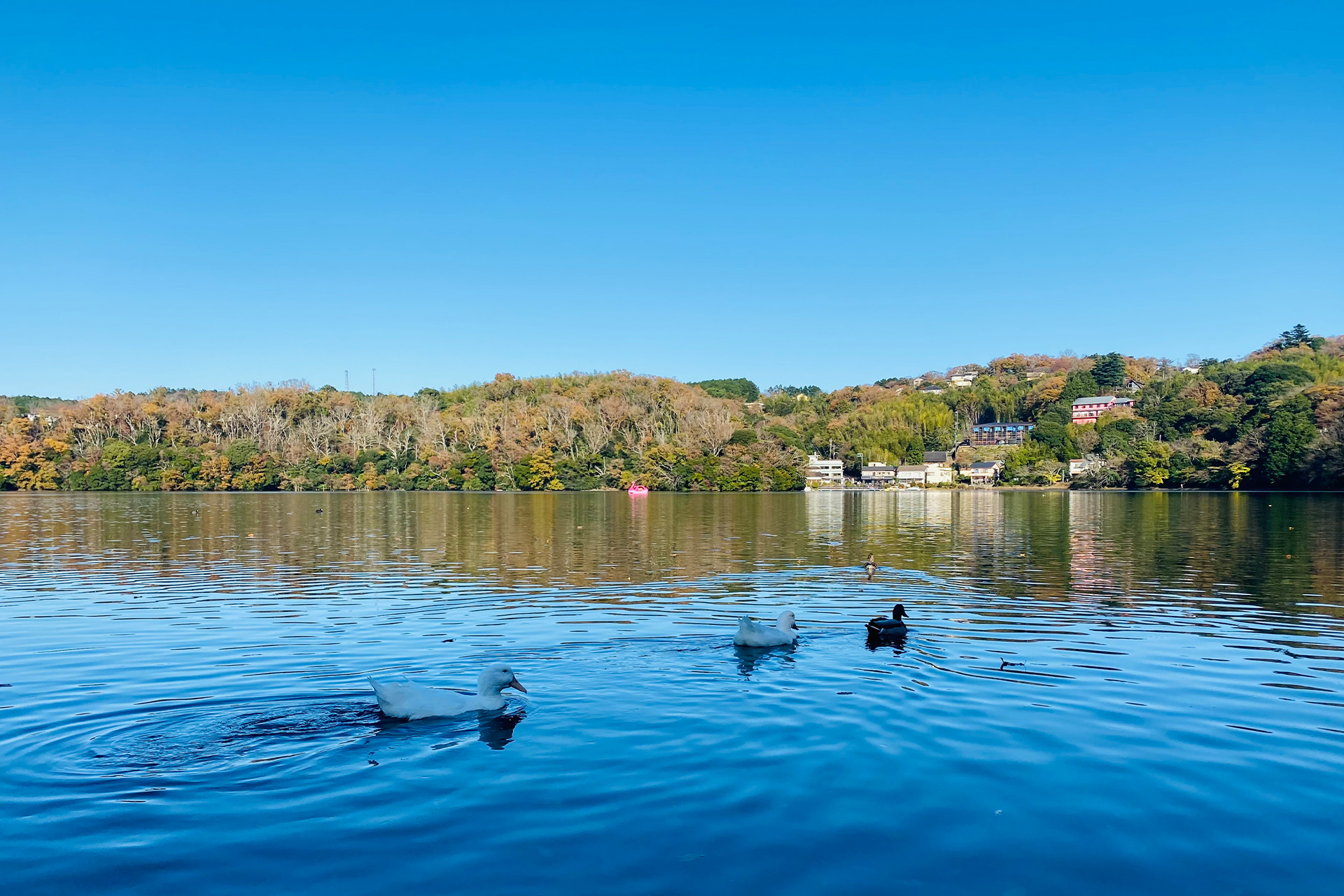 「伊豆の瞳」と呼ばれる一碧湖至近
