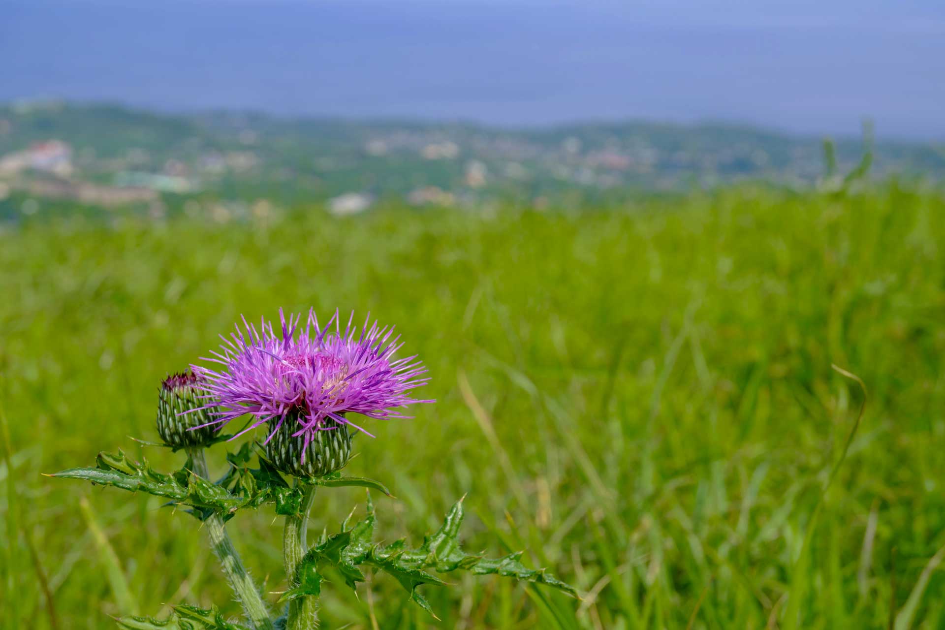 伊東市八幡野の新築平屋別荘