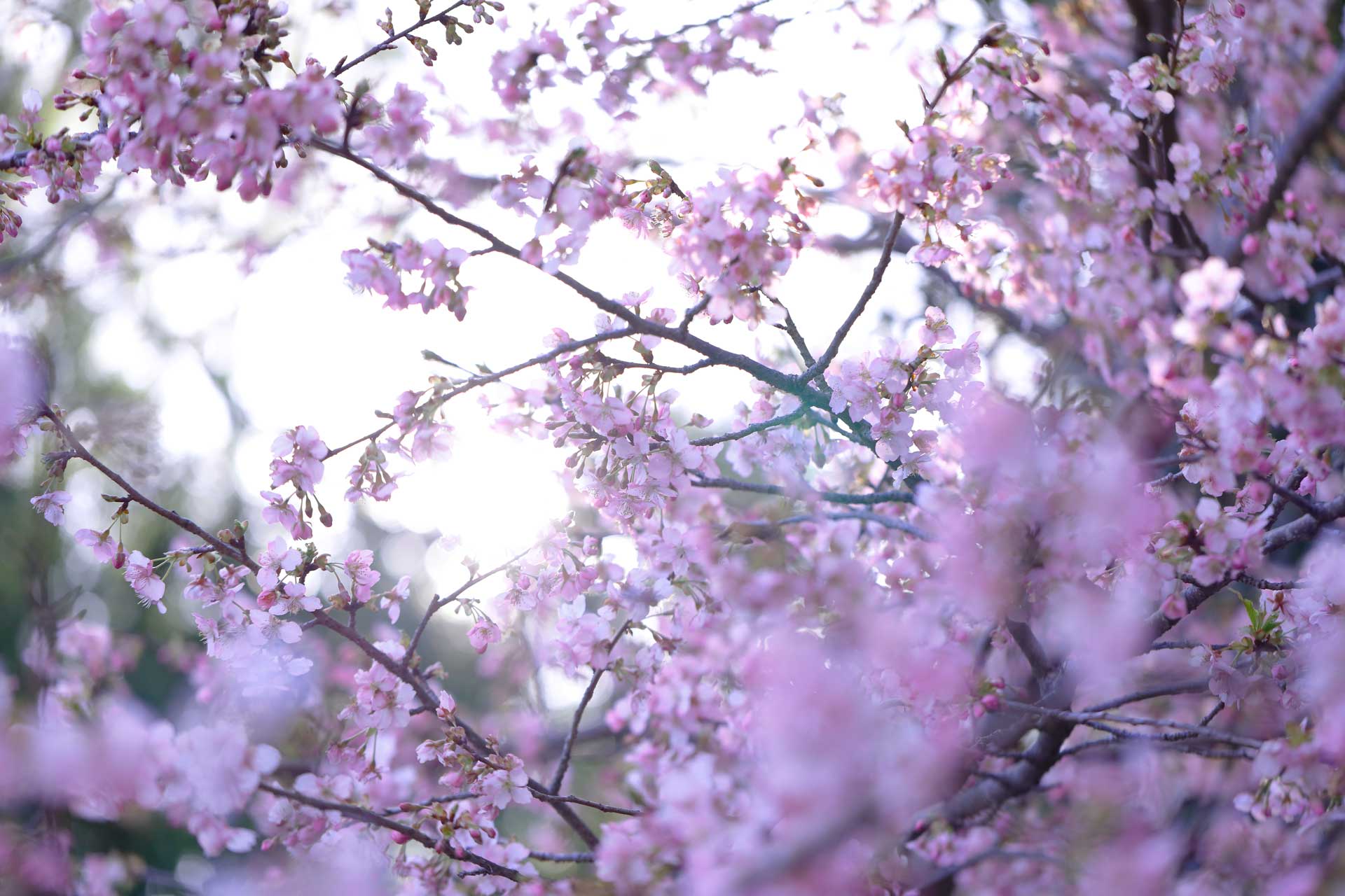 心を癒す美しい四季折々の景色